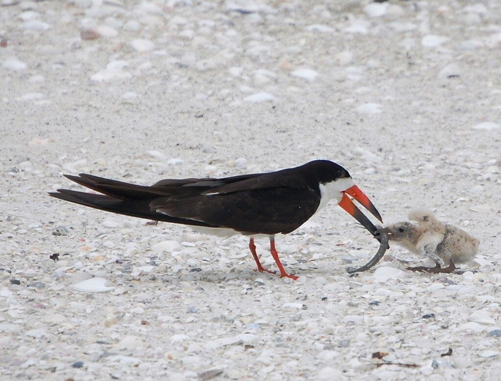 A black skimmer feeding its chick.